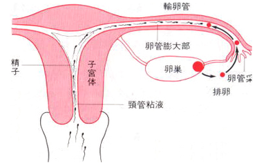 郑州输卵管疏通手术多少钱