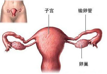 输卵管堵塞怎么办？郑州天伦孕育专家告诉您